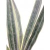 Sansevieria Metallica - řízek s kořínky