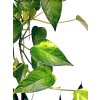Epipremnum aureum "Golden" řízek k zakořenění
