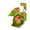 Caladium "Casey"