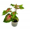 Caladium "Casey"
