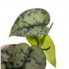Scindapsus pictus "Exotica" XXL