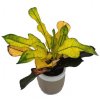 Kroton Codiaeum "Wilma"