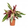 Stromanthe sanguinea Triostar 14x55cm 1200x