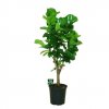 Ficus "Lyrata" strom XXL 140 cm