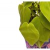 Philodendron hederaceum "Lemon Lime" řízek k zakořenění