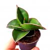 Sansevieria enrenbergii 'Samurai Dwarf'