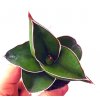 Sansevieria enrenbergii 'Samurai Dwarf'