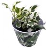 Epipremnum aureum "Njoy"