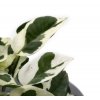 Epipremnum aureum "Njoy"