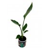 Strelitzia reginae "Bird of paradise"