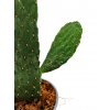 Opuntia