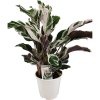 Calathea "White fusion"