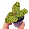 Jewel orchid "Macodes petola"