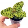 Jewel orchid "Macodes petola"