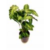 Calathea "Misto"