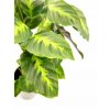 Calathea "Misto"