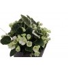 Saintpaulia ionantha variegata "Decelles’ Flamingo"