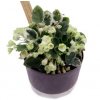Saintpaulia ionantha variegata "Decelles’ Flamingo"