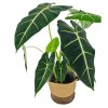 alocasia frydek