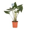 PIM Alocasia Zebrina