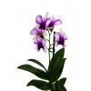Dendrobium
