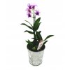 Dendrobium