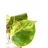 Philodendron heder. variegata "řízek k zakořenění"