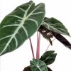 baby alocasia pink 2 scaled