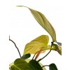 Philodendron "Fuzzy petiole"