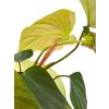 Philodendron "Fuzzy petiole"
