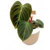 Philodendron rubrijuvenile “El Choco Red”