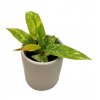 Philodendron "Ring Of Fire" baby