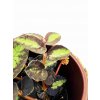 Pellionia "Watermelon"