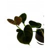 Philodendron lupinum