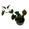 Philodendron lupinum