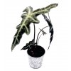 Alocasia nobilis