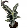 Alocasia nobilis