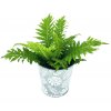 Blechnum Gibbum "Silver Lady"