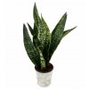 Sansevieria "Grandis"