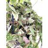 Ceropegia linearis "Merel" řízek k zakořenění