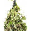 Ceropegia linearis "Merel" řízek k zakořenění