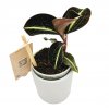 Jewel orchid "Anoectochilus leyli"