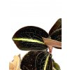 Jewel orchid "Anoectochilus leyli"