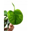 Epipremnum aureum "Emerald" řízek k zakořenění