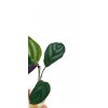 Calathea Freddy "řízek k zakořenění" ve skle