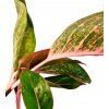 Aglaonema mix "řízek k zakořenění"
