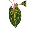 Aglaonema mix "řízek k zakořenění"