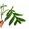 Philodendron elegans "řízek k zakořenění"