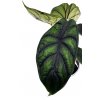 Alocasia "Dragon scale" XXL