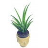 Sansevieria trifasciata "Tess"